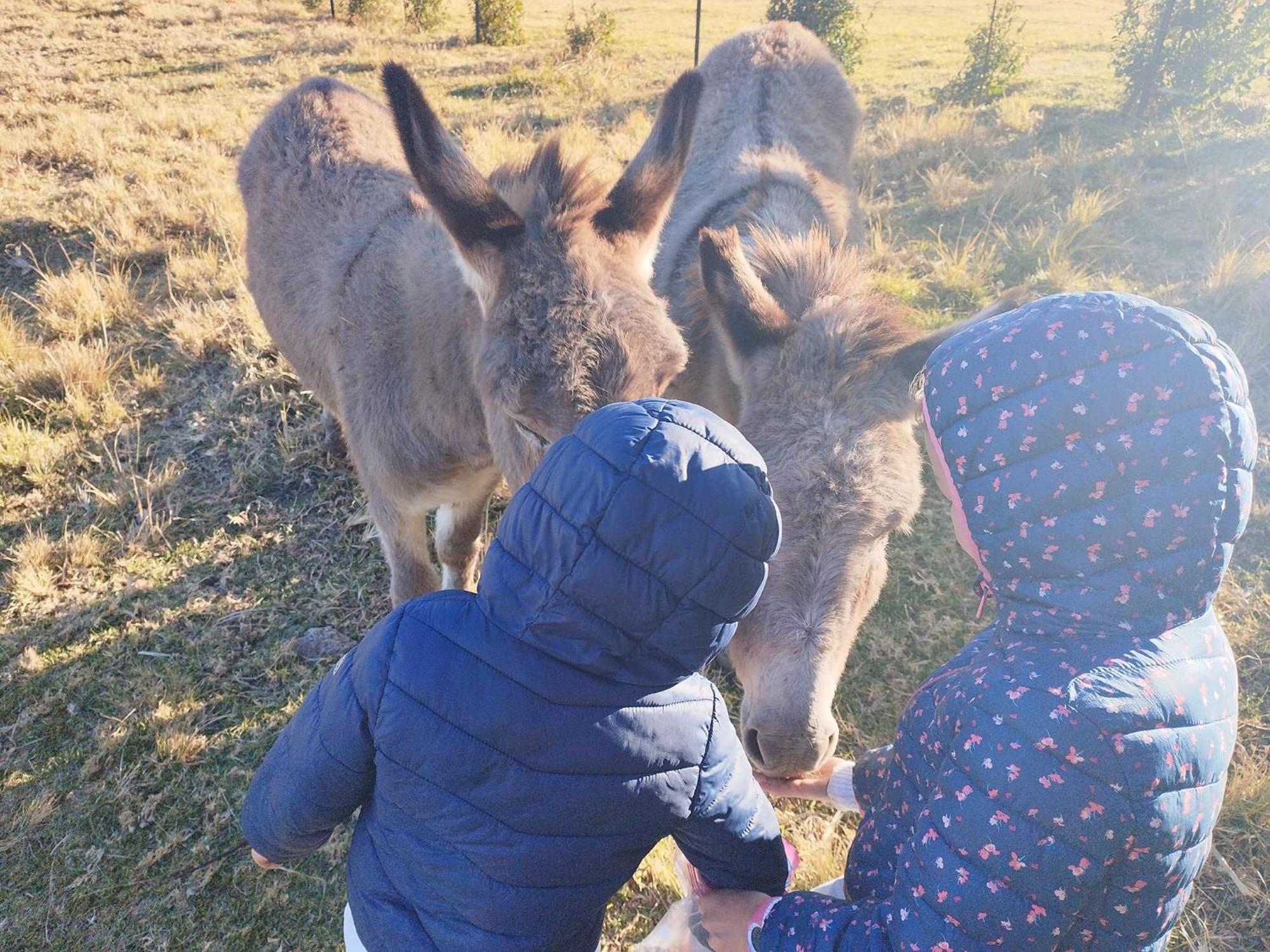 Oban Farm Stay Van Reenen Eksteriør bilde