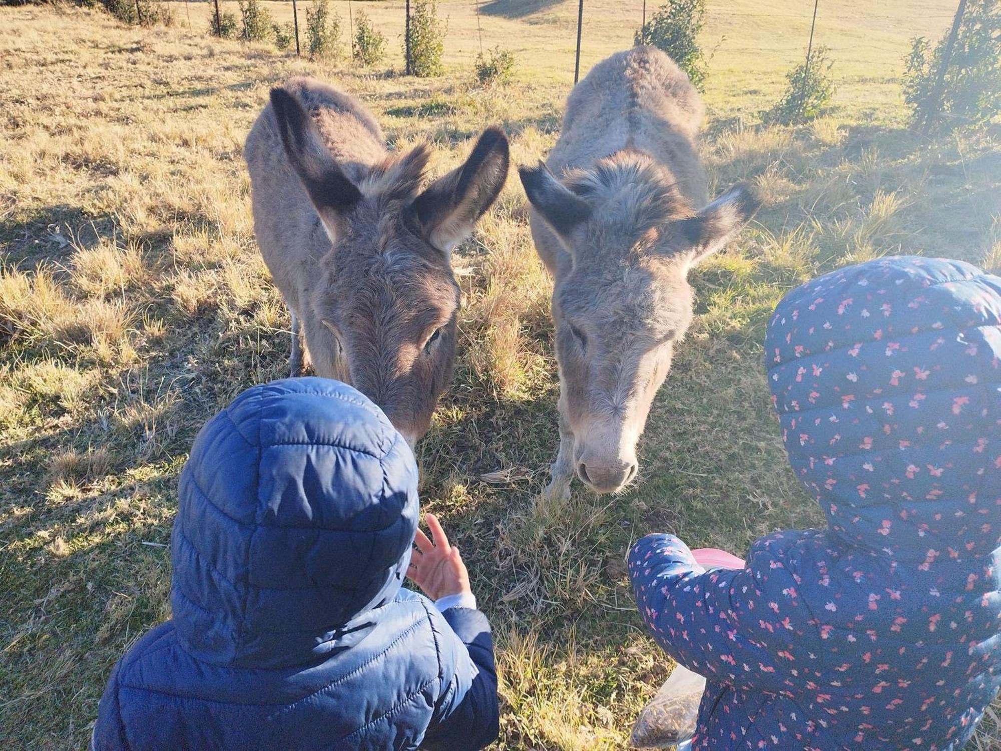 Oban Farm Stay Van Reenen Eksteriør bilde