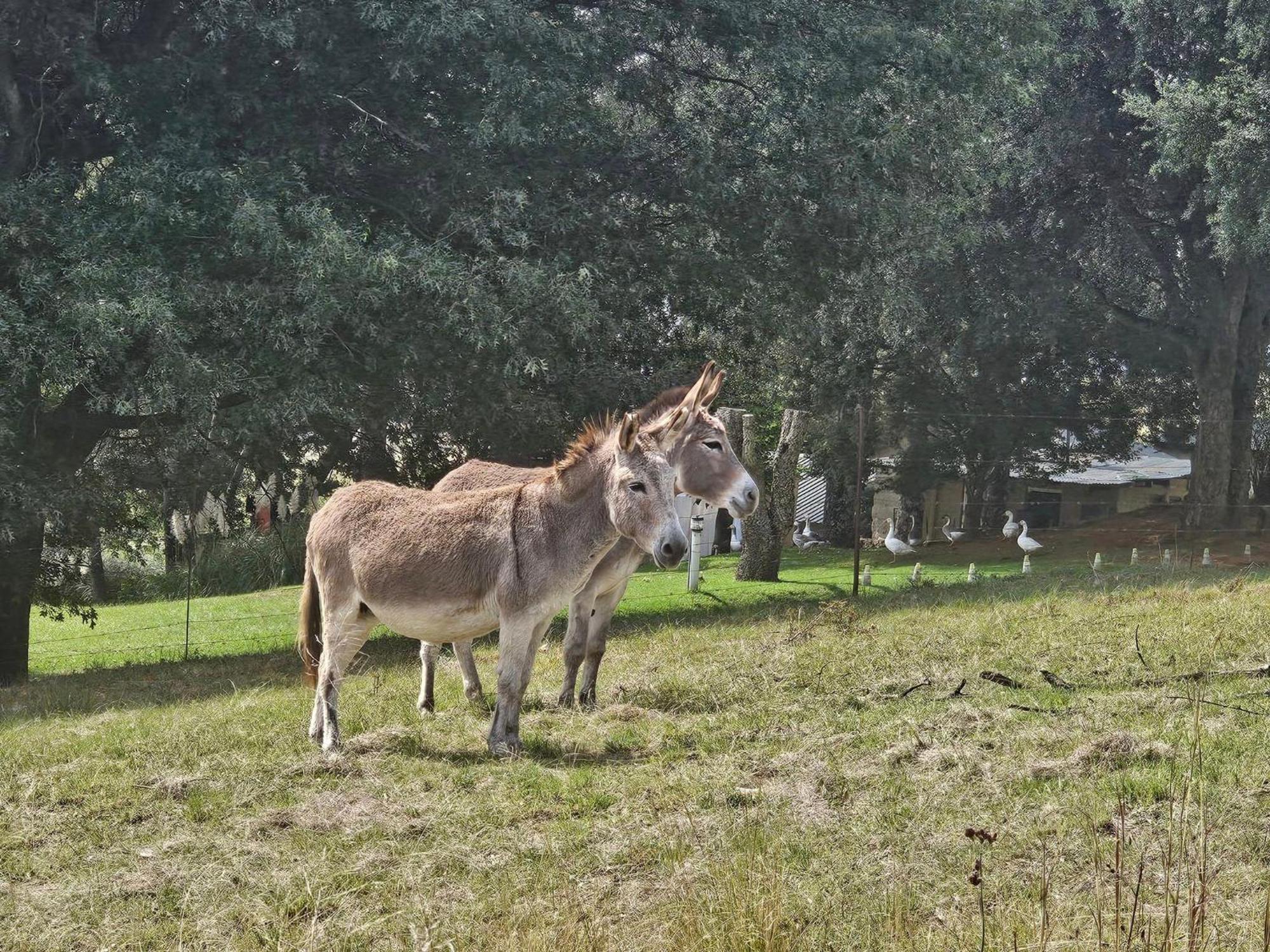 Oban Farm Stay Van Reenen Eksteriør bilde